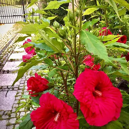 Apartment Jodla I Modrzew Jelenia Góra