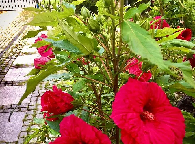 아파트 Jodla I Modrzew Przy Parku I Termach W Centrum Uzdrowiska 옐레니아구라